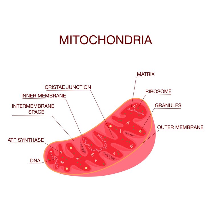 Diagramma della struttura dei mitocondri Illustrazione vettoriale dell'istruzione medica