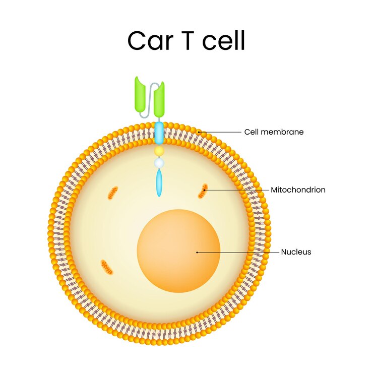 Vettore diagramma della struttura delle cellule car t