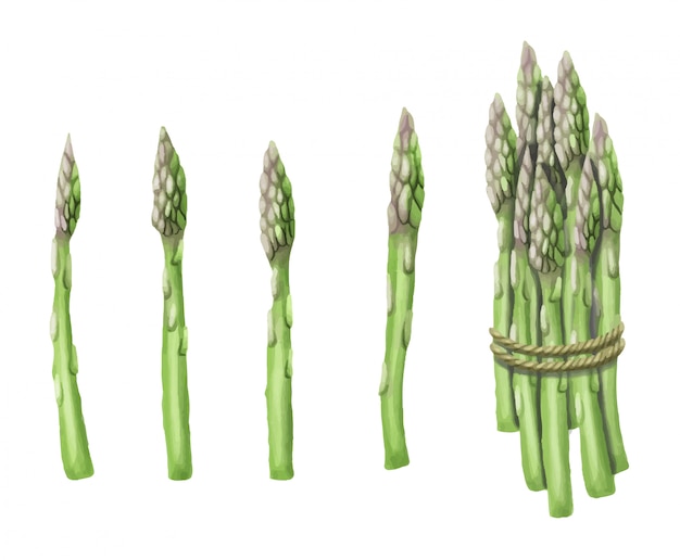 Disegnato a mano degli asparagi isolato