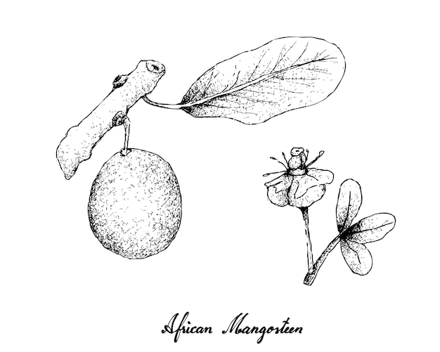 Disegnato a mano del Mangostano africano