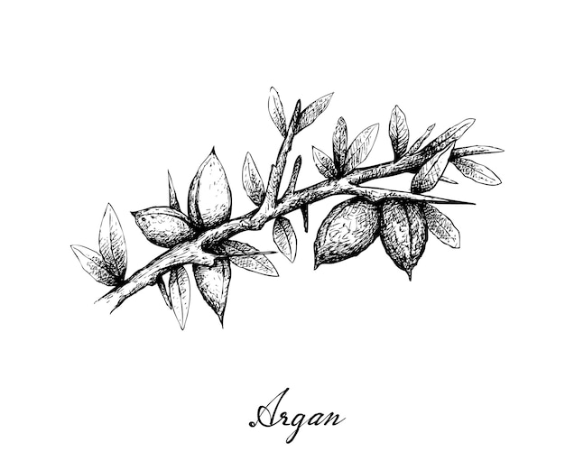 Disegnato a mano di semi di Argan su un ramo