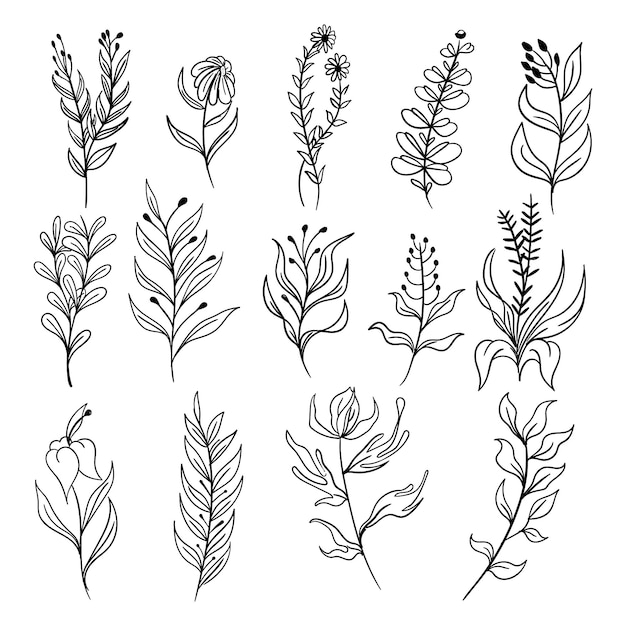 disegnato a mano floreale botanico
