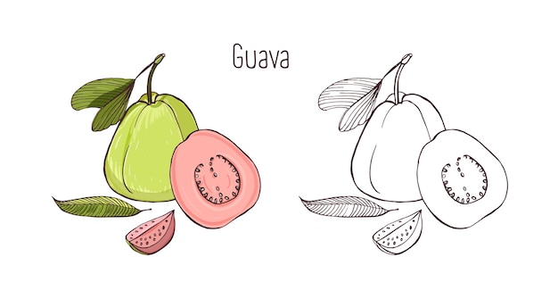 Disegni di contorno colorati e monocromatici di guava maturo intero e tagliato isolato su spazio bianco