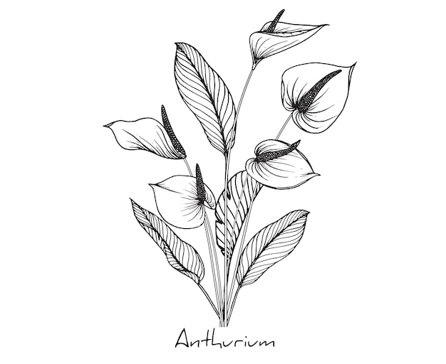 Disegni di fiori di Anthurium