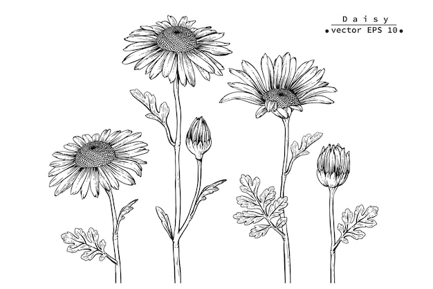 Disegni di fiori margherita.