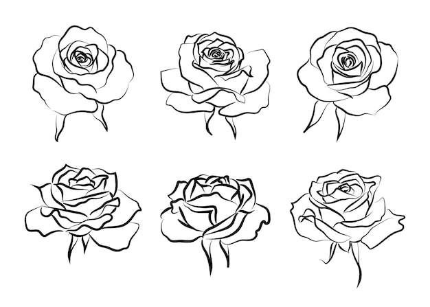 Disegni in linea bianca e nera di rose dipinte a mano scarabocchiate a mano dipinte sullo sfondo elegante di rose