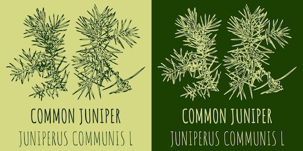 Disegni vettoriali COMMON JUNIPER Illustrazione disegnata a mano Nome latino JUNIPERUS COMMUNIS L