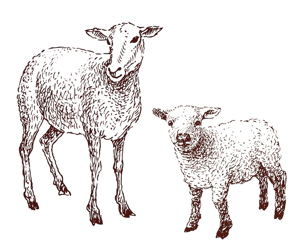 Disegno a mano di pecore domestiche con carino agnellino illustrazione vettoriale isolato su bianco