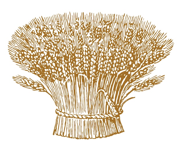 Disegno a mano di un'illustrazione vettoriale di fasce di grano mature isolata su bianco
