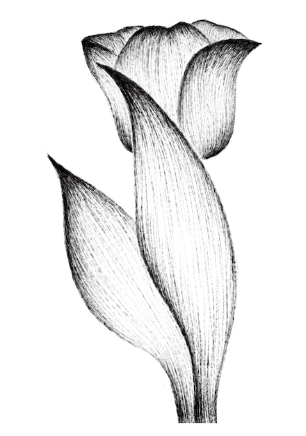 Disegno a matita di un fiore di tulipano