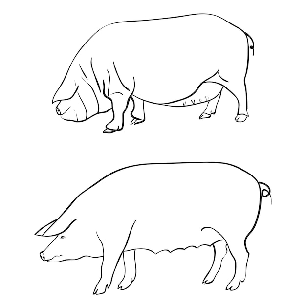 Disegno a penna raffigurante un maiale