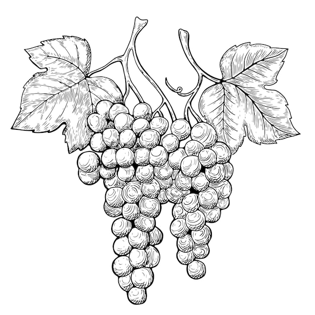 Disegno a righe della vite a foglia d'uva Immagine disegnata a mano in bianco e nero