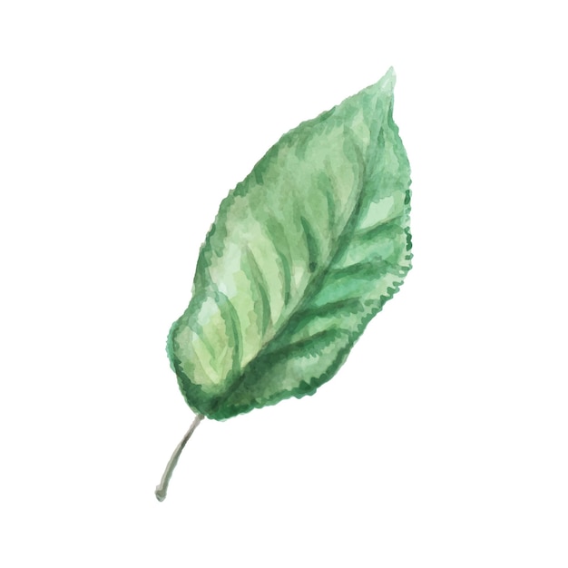 Disegno ad acquerello di foglia di melo su sfondo bianco