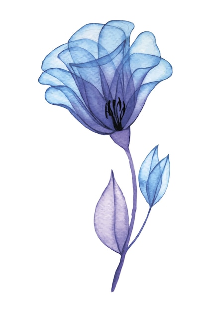disegno ad acquerello fiore rosa trasparente fiori blu e viola raggi x