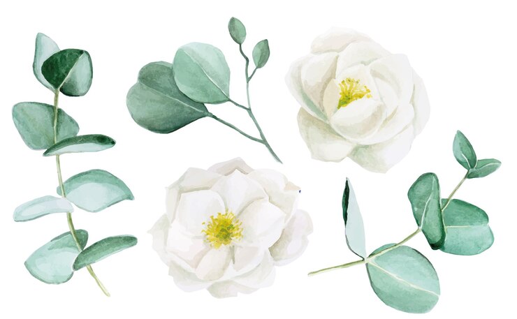 disegno ad acquerello set di fiori di rosa canina di foglie di eucalipto e fiori di peonia bianca