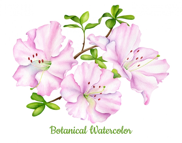 Vettore disegno botanico dell'acquerello dei fiori rosa dell'azalea con le foglie