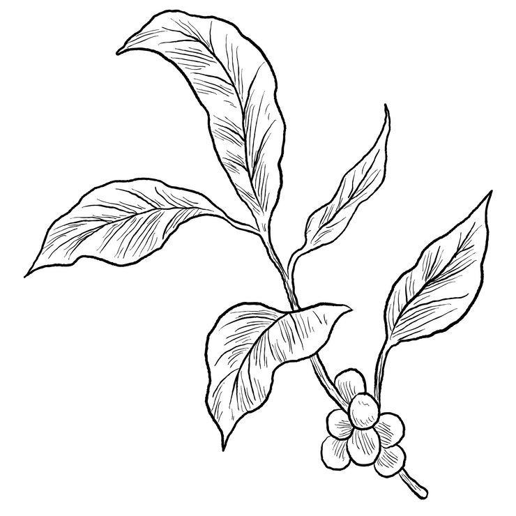 Vettore disegno botanico di una pianta di caffè con foglie e bacche disegnato a mano