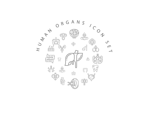 Disegno dell'icona degli organi umani