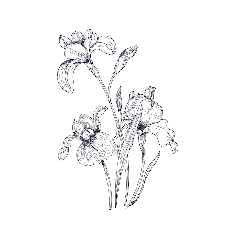 Vettore disegno dettagliato di fiori e boccioli di iris primaverili. stagionale bellissimo giardino fiorito pianta isolata su bianco