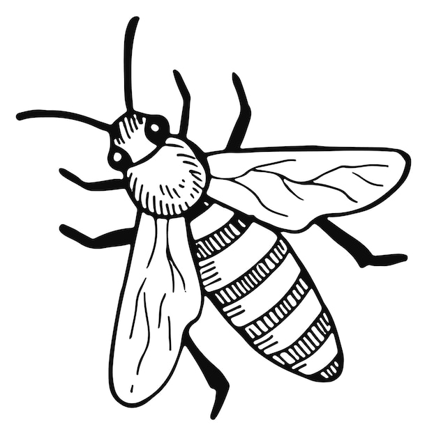 Disegno di api volanti Disegno di natura di insetti alati