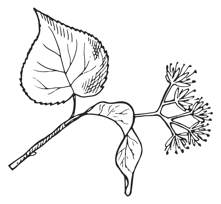 Vettore disegno di erbe illustrazione botanica fiore disegnato a mano