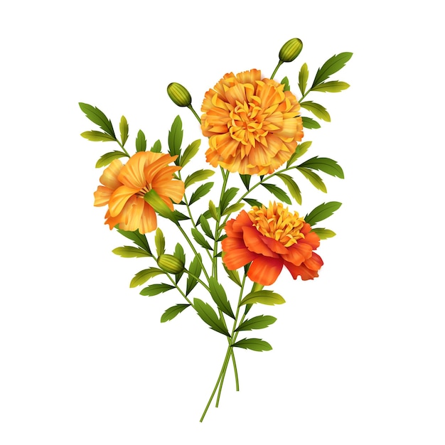 Disegno di fiori di calendula