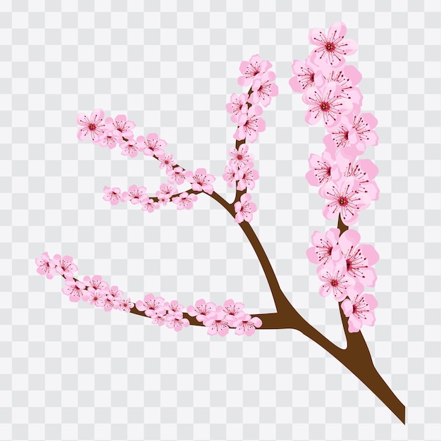 disegno di illustrazione vettoriale di fiori di ciliegio per ciao primavera