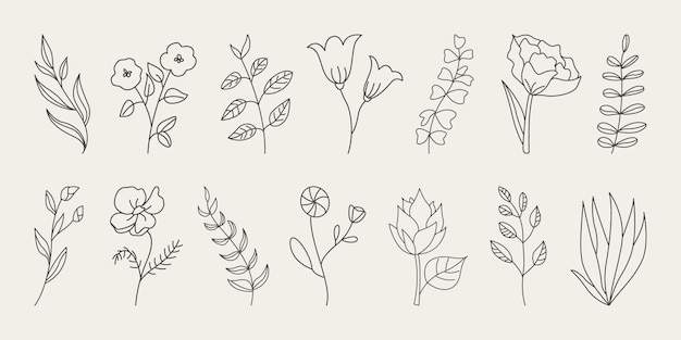 Disegno di linea botanica di ramo floreale e foglie minime.
