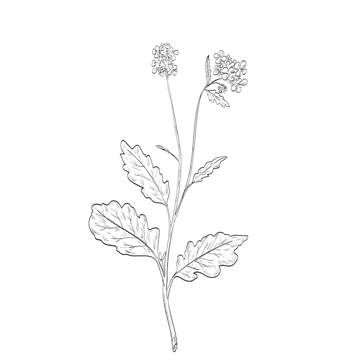 Vettore disegno di pianta a fiore di senape nera o brassica nigra