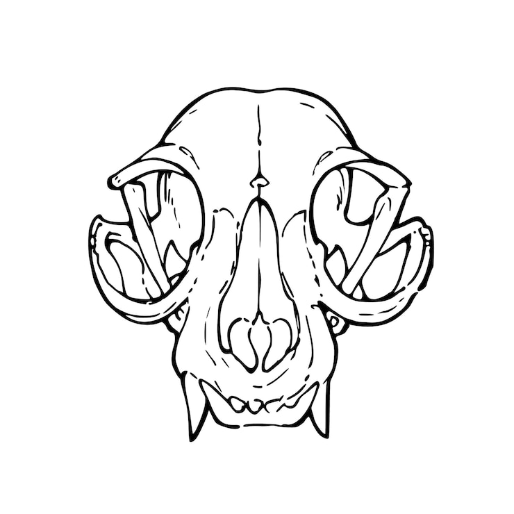 Vettore disegno di un cranio di animale biologico