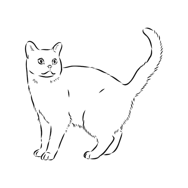 Disegno di un gatto americano a pelo corto disegno vettoriale