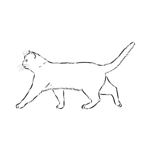 Disegno di un gatto americano a pelo corto disegno vettoriale