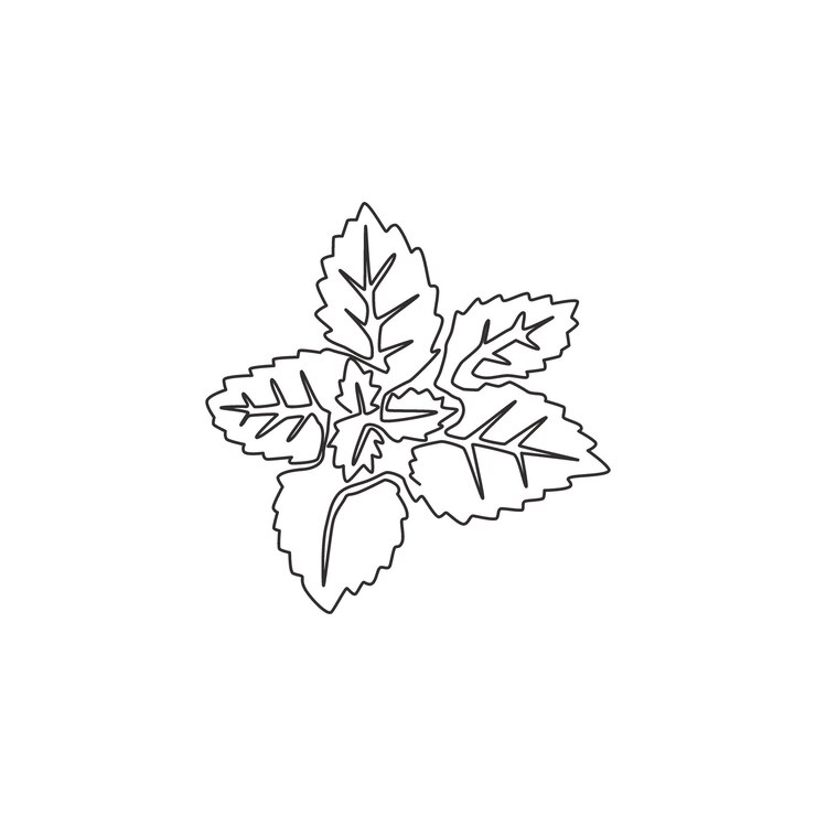 Vettore disegno in linea continua di foglie di menta organica per il logo pianta di menta fresca per l'icona della piantagione