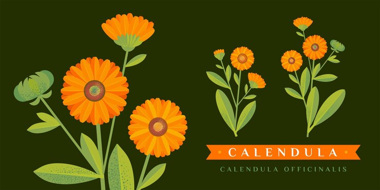 Vettore disegno vettoriale di calendula fiore e foglie isolati schizzo botanico dettagliato del tè cosmetici organici medicina aromaterapia