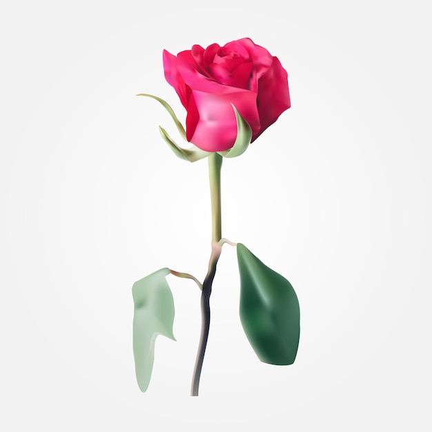 Disegno vettoriale realistico di rosa rossa