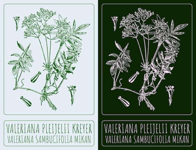 Disegno vettoriale VALERIANA PLEIJELII KREYER Il nome latino è VALER IANA SAMBUCIFOLIA MIKAN