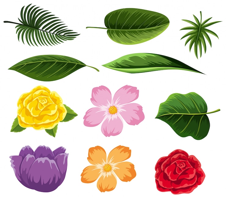Vettore diversi tipi di foglie e fiori