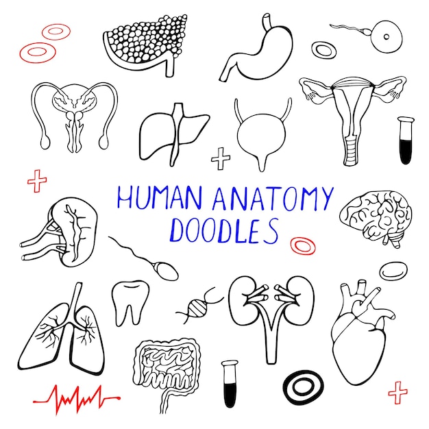 Doodle raccolta di organi umani raccolta anatomica