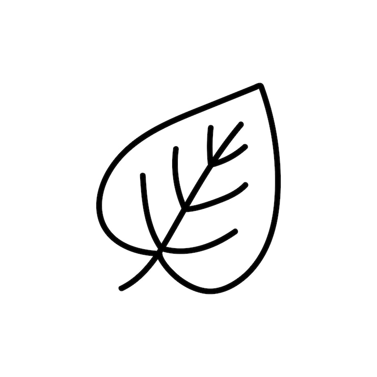 Doodle-un'icona di foglia di tiglio. Immagine di contorno delle foglie cadute di un albero. Semplice disegno nero di piante per adesivi, decorazioni, cartoline, distintivi, libri da colorare, loghi. Clipart vettoriali di piante