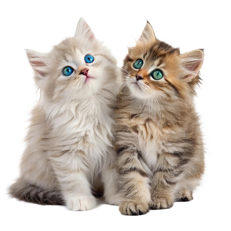 Vettore due gattini adorabili con gli occhi luminosi