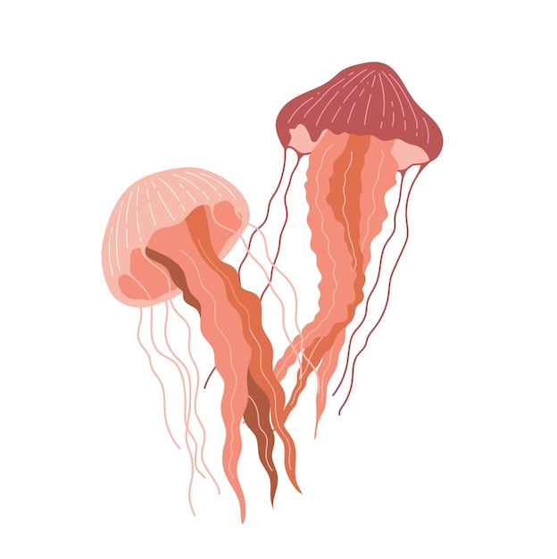 Due meduse in stile piatto isolate su sfondo bianco Illustrazione vettoriale di animali marini
