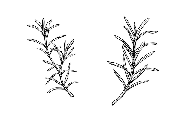 Due rami di rosmarino set di illustrazione vettoriale in stile minimalista in bianco e nero condimento mediterraneo erbe aromatiche fresche disegno incisione pianta profumata per etichetta di olio essenziale decorazione natalizia