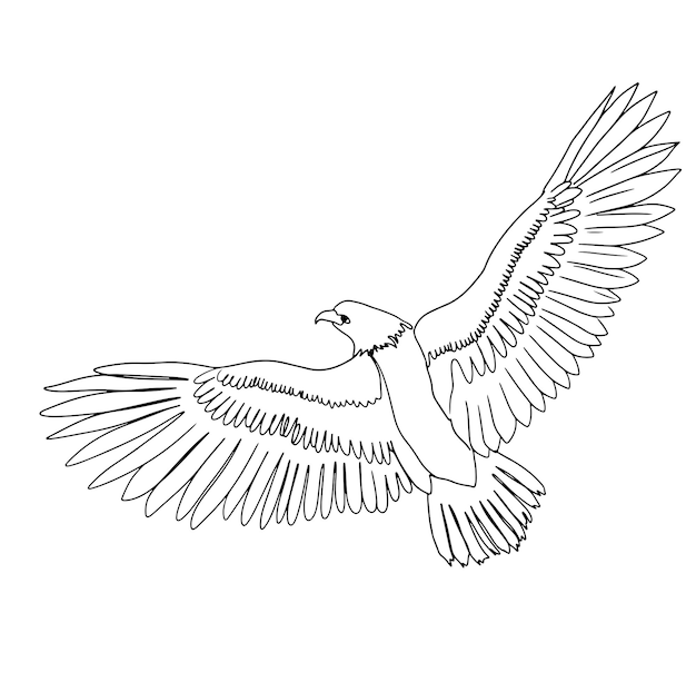 Eagle Line Art, Hawk Simple Setch, Outline Drawing, Bird Minimalist Draw, Vector Illustration