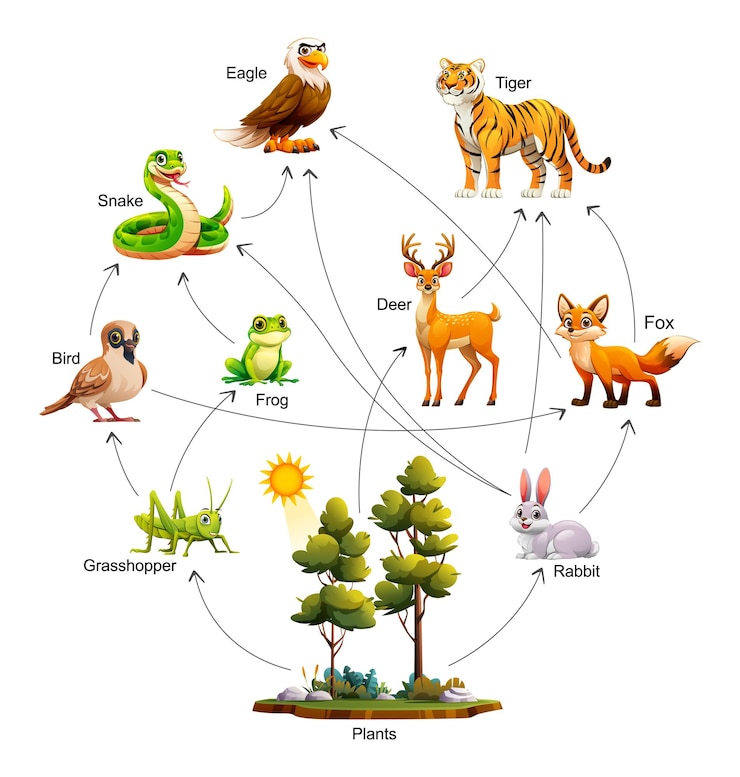 Vettore ecosistema della rete alimentare illustrazione di cartoni animati vettoriali