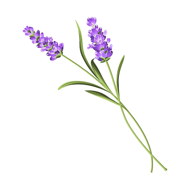 Elegante carta lavanda.