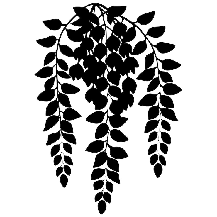 Vettore elegante silhouette della pianta del fiore di gliceria