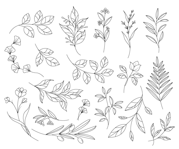 Elementi botanici disegnati a mano