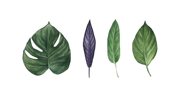 Elementi dell'acquerello clipart foglie verdi isolate