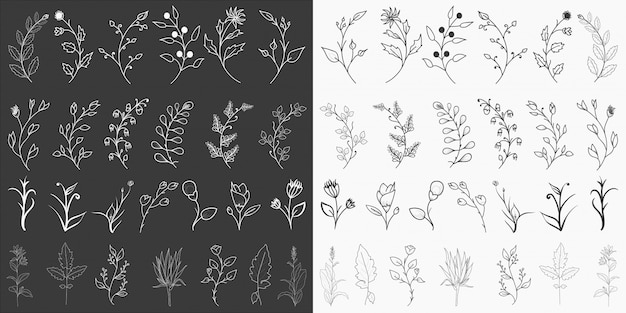 Elementi floreali disegnati a mano