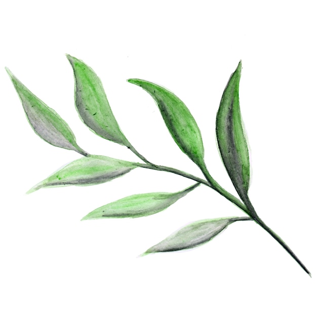Elemento astratto foglia verde acquerello sfondo illustrazione ad alta risoluzione foto gratis